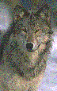 wolf.gif